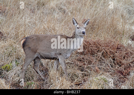 Red Deer hind Stockfoto