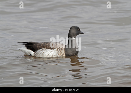 Blasse bauchige Brent Goose am Meer schwimmen Stockfoto