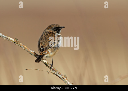 Männliche gemeinsame Schwarzkehlchen im Winter genommen Stockfoto