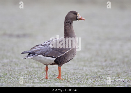 Juvenile Grönland White-Fronted Goose Stockfoto