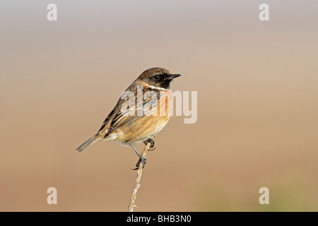 Männliche gemeinsame Schwarzkehlchen im Winter genommen Stockfoto