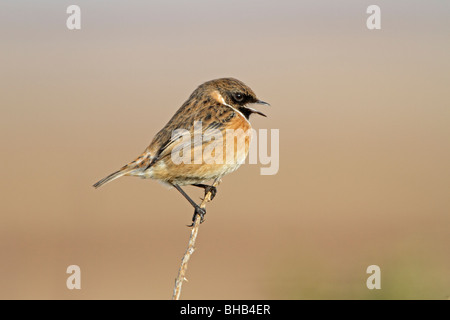 Männliche gemeinsame Schwarzkehlchen Aufruf im winter Stockfoto