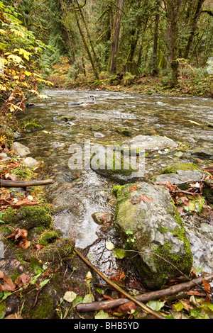 Lachs laufen im Goldstream Park. Vancouver Island, BC, Kanada Stockfoto