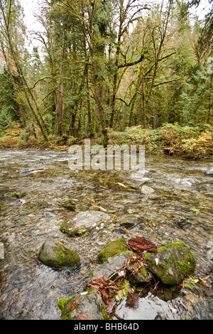 Lachs laufen im Goldstream Park. Vancouver Island, BC, Kanada Stockfoto