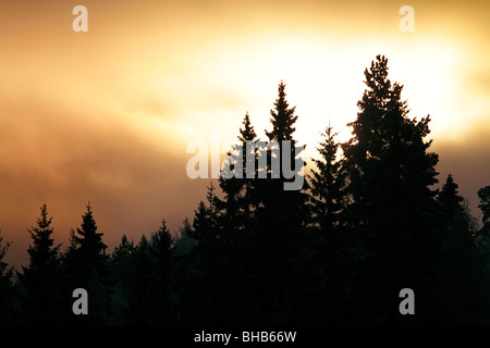 Silhouette Pinienwald während einer Winter-Morgensonne steigen in der Finish-Land-Seite des Ämmälä. Stockfoto