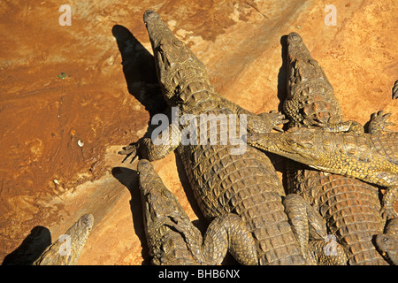 junge Krokodile auf einer Krokodilfarm in Viktoriafälle, Simbabwe Stockfoto