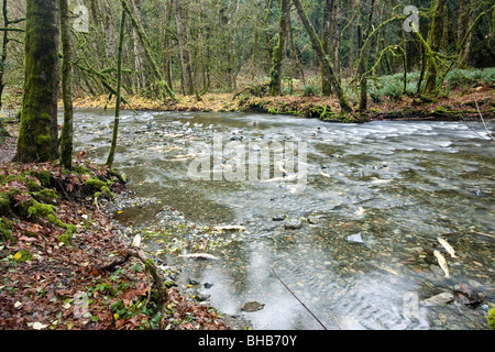 Lachs laufen im Goldstream Park. Vancouver Island, BC, Kanada Stockfoto