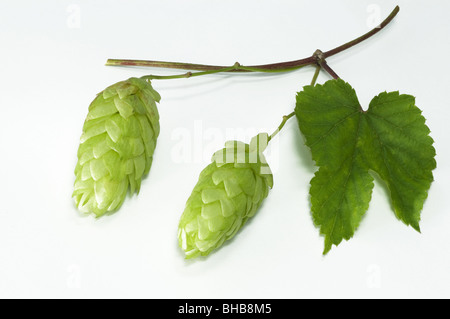 Gemeinsamen Hopfen (Humulus Lupulus), Ranke mit Blätter und Früchte, Studio Bild. Stockfoto