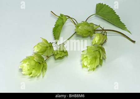 Gemeinsamen Hopfen (Humulus Lupulus), Ranke mit Blättern und Früchten, Studio Bild. Stockfoto