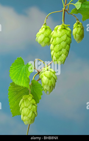 Gemeinsamen Hopfen (Humulus Lupulus), Ranke mit Blättern und Früchten. Stockfoto