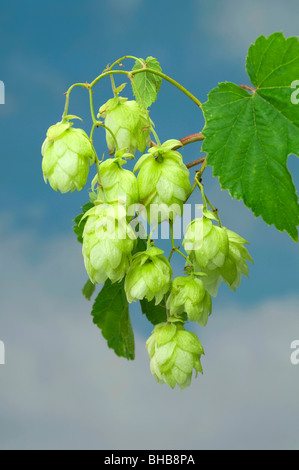 Gemeinsamen Hopfen (Humulus Lupulus), Ranke mit Blättern und Früchten. Stockfoto