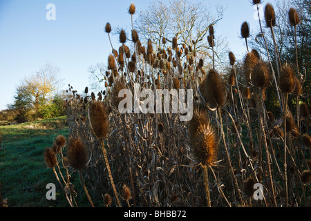 Stand der Karde wächst am Rande eines Feldes in der Nähe von John's Wood, Willoughby Waterleys, Leicestershire. Stockfoto