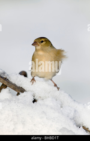 Buchfink; Fringilla Coelebs; Weibchen im Schnee Stockfoto