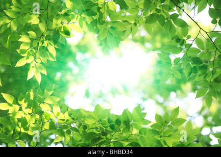 Sonne scheint durch grüne Blätter Stockfoto
