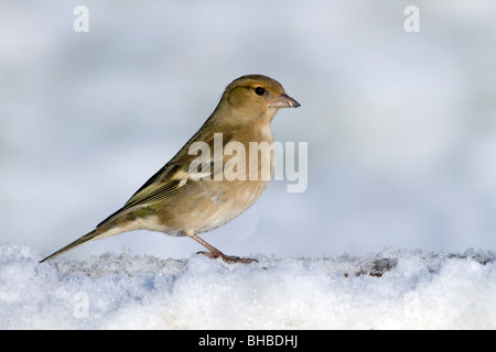 Buchfink; Fringilla Coelebs; Weiblich; im Schnee Stockfoto