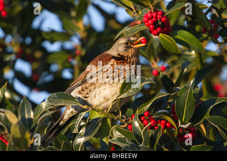 Wacholderdrossel; Turdus Pilaris; Essen Stechpalme Beeren; York Stockfoto