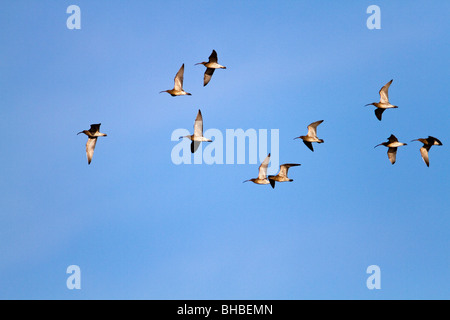 Brachvögel; Numenius Arquata; Herde im Flug Stockfoto