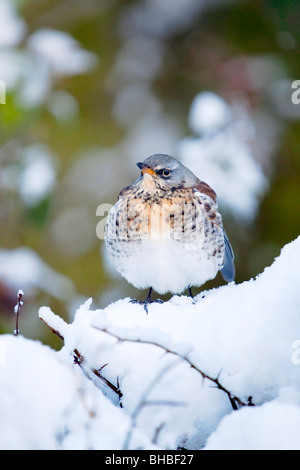 Wacholderdrossel; Turdus Pilaris; im Schnee Stockfoto