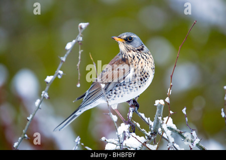 Wacholderdrossel; Turdus Pilaris; im Schnee Stockfoto