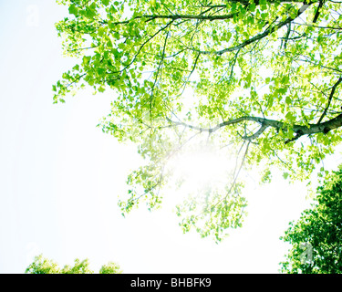 Sonne über Baum Stockfoto