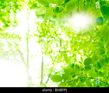 Sonnenlicht durch Äste Stockfoto