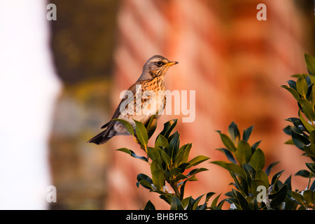 Wacholderdrossel; Turdus Pilaris; auf Stechpalme Bush; York Stockfoto