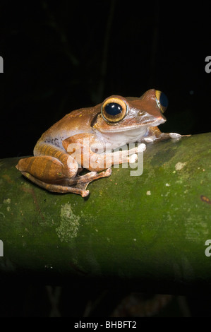 Madagaskar-Laubfrosch (Boophis Madagascariensis) Marojejy Nationalparks, Madagaskar Stockfoto