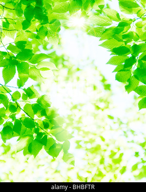 Sonnenlicht durch Äste Stockfoto