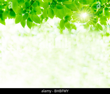 Sonnenlicht durch Äste Stockfoto