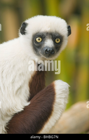 Coquerel Sifaka Lemur (Propithecus Coquereli), Ampijoroa Field Station, Madagaskar Stockfoto