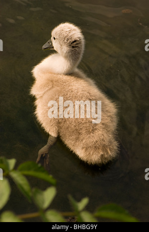 Einzelne Höckerschwan Cygnet in See mit dunkelgrünem Laub im Vordergrund Stockfoto