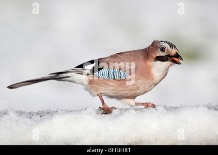 Jay; Garrulus Glansarius; im Schnee mit Erdnuss im Schnabel Stockfoto