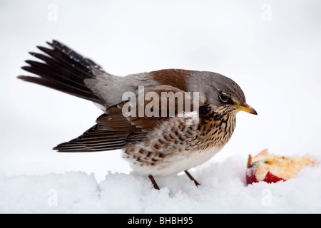 Wacholderdrossel; Turdus Pilaris; im Schnee einen Apfel essen Stockfoto