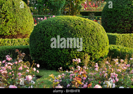 Gemeinsame Eibe (Taxus Whipplei) mit sphärischen Form in einem Rosengarten, Britzer Garten, Berlin, Deutschland Stockfoto