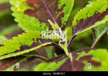 Coleus (solenostemon scutellarioides Syn. coleus Blumei) Stockfoto