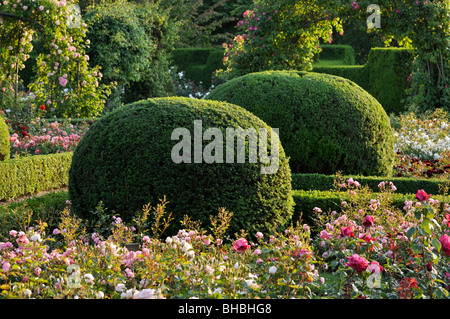Gemeinsame Eibe (Taxus Whipplei) mit sphärischen Form in einem Rosengarten, Britzer Garten, Berlin, Deutschland Stockfoto