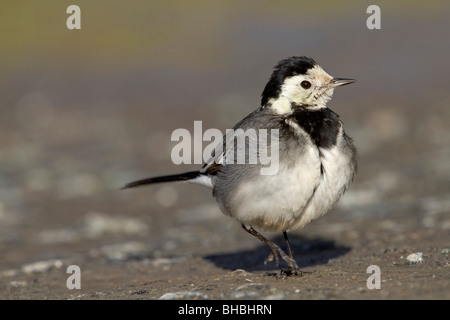 Trauerschnäpper Bachstelze; Motacilla Alba Ssp yarellii Stockfoto