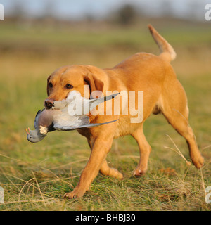 gelber Labrador trägt eine Ringeltaube Stockfoto