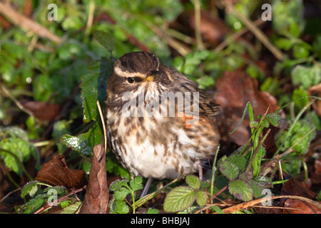 Rotdrossel; Turdus Iliacus; Stockfoto