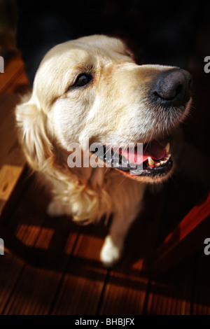 Golden Retriever Labrador Stockfoto