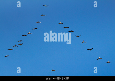 Rosa Footed Gänse; Anser Brachyrhynchus; Herde im Flug Stockfoto