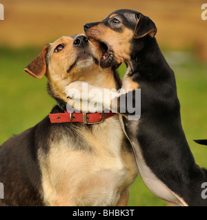 Terrier-Welpen und seiner Mutter Stockfoto