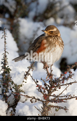 Rotdrossel; Turdus Iliacus; im Schnee Stockfoto