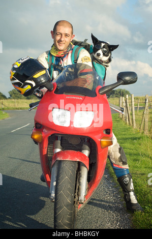 Border Collie Mia tragen doggles auf der Rückseite des Motorrad des Eigentümers Stockfoto