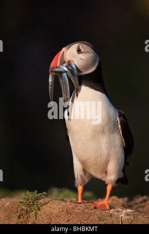 Papageientaucher; Fratercula Arctica; mit Sandaal Stockfoto