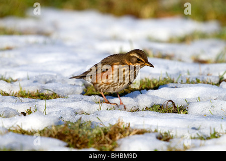 Rotdrossel; Turdus Iliacus; im Schnee Stockfoto