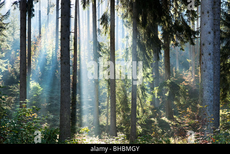 Strahlen des Sonnenlichts im Wald Stockfoto