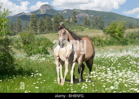 Quarter Horse Stute mit Fohlen in eingereicht von Wildblumen Stockfoto