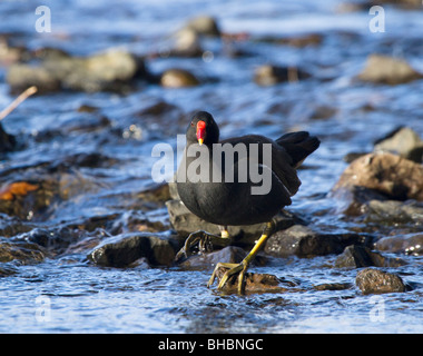 Teichhuhn, Gallinula Chloropus in der River Tay, Perthshire Stockfoto