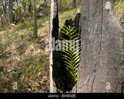 Nachwachsen in einem ausgebrannten stumpf, Mt Gravatt Australien Stockfoto